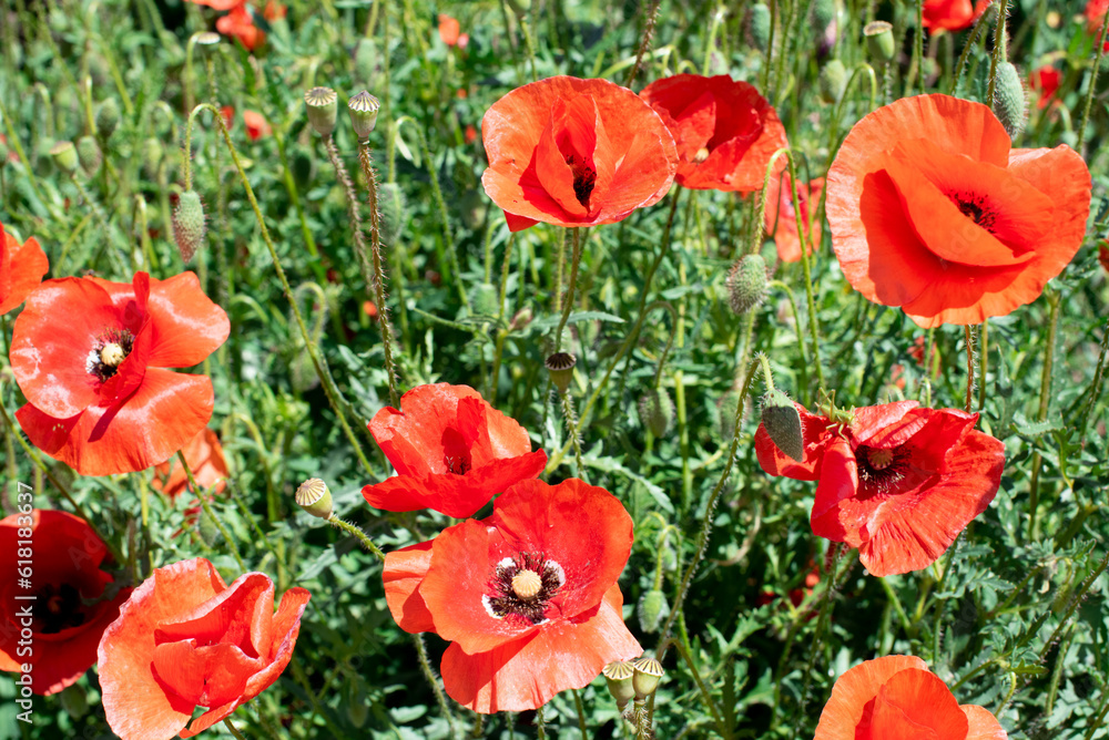 Red poppies field, beautiful poppy flowers moving from wind. Herbal blossom photo Red poppies field, beautiful poppy flowers moving from wind. Herbal blossom photo