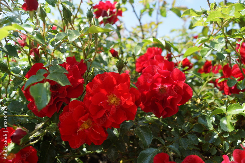 Pflanzen und Blumen in ihrer vollen Pracht Pflanzen und Blumen in ihrer vollen Pracht