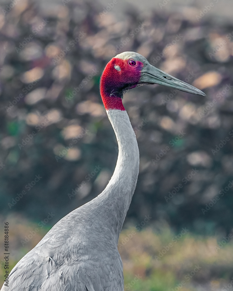 Fototapeta premium Female Sarus Crane