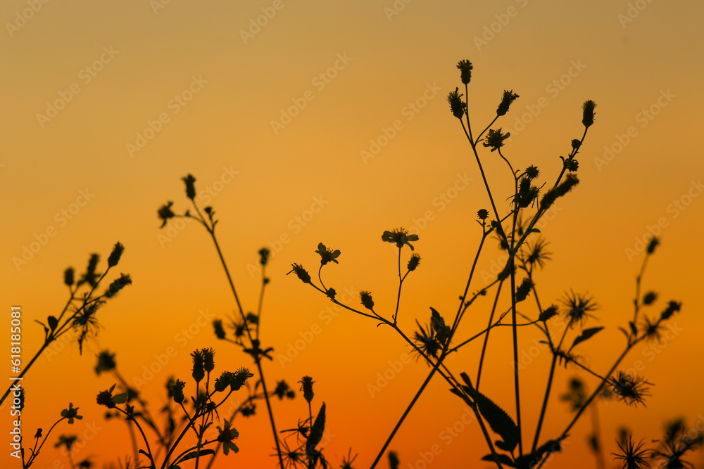 Fototapeta premium The silhouette of Bidens pilosa contrasts with the yellow sky at sunset in Ho Chi Minh