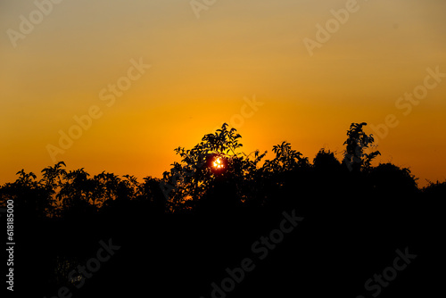 The silhouette of the tree contrasts with the yellow sky at sunset