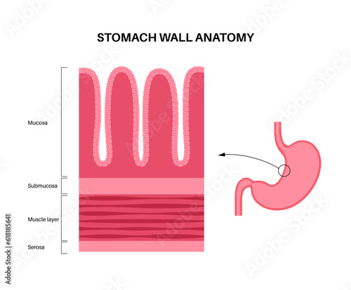 Mucous membrane structure