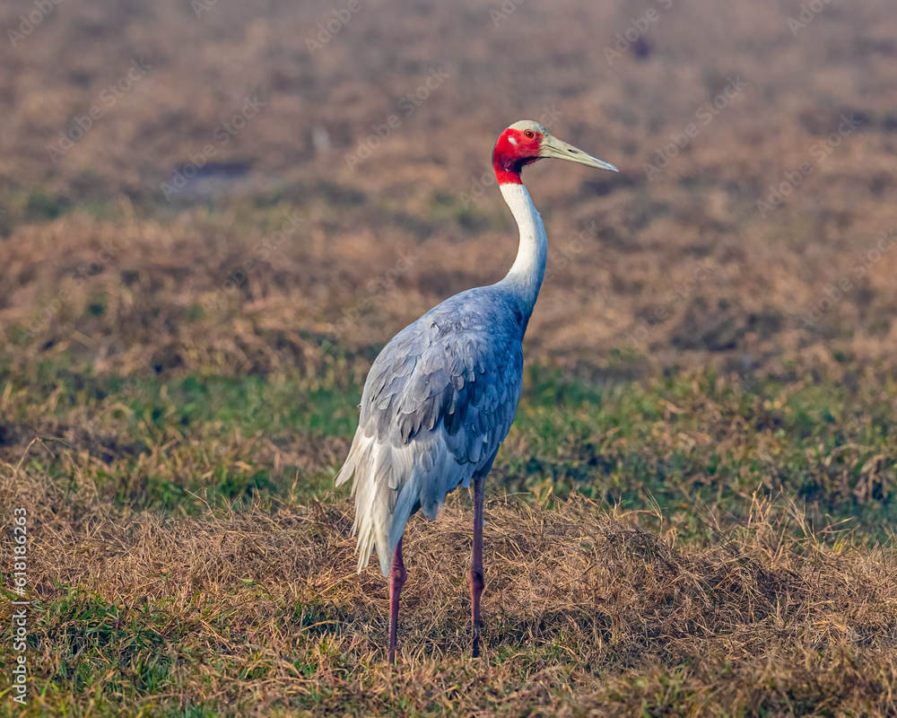 Fototapeta premium A Sarus Crane