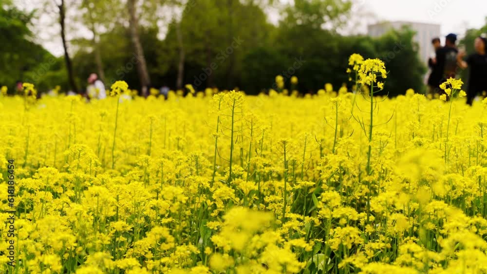 A time-lapse of a rapeseed field with trees and buildings visible in the distance. Blurred view of people looking at a flower field from a distance A time-lapse of a rapeseed field with trees and buildings visible in the distance. Blurred view of people looking at a flower field from a distance