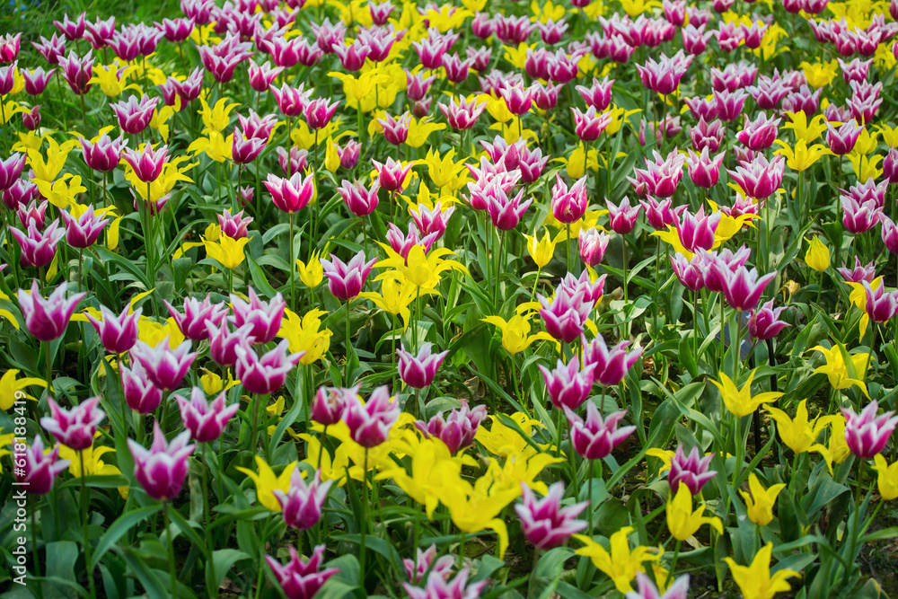 Closeup of tulips on a tulip field