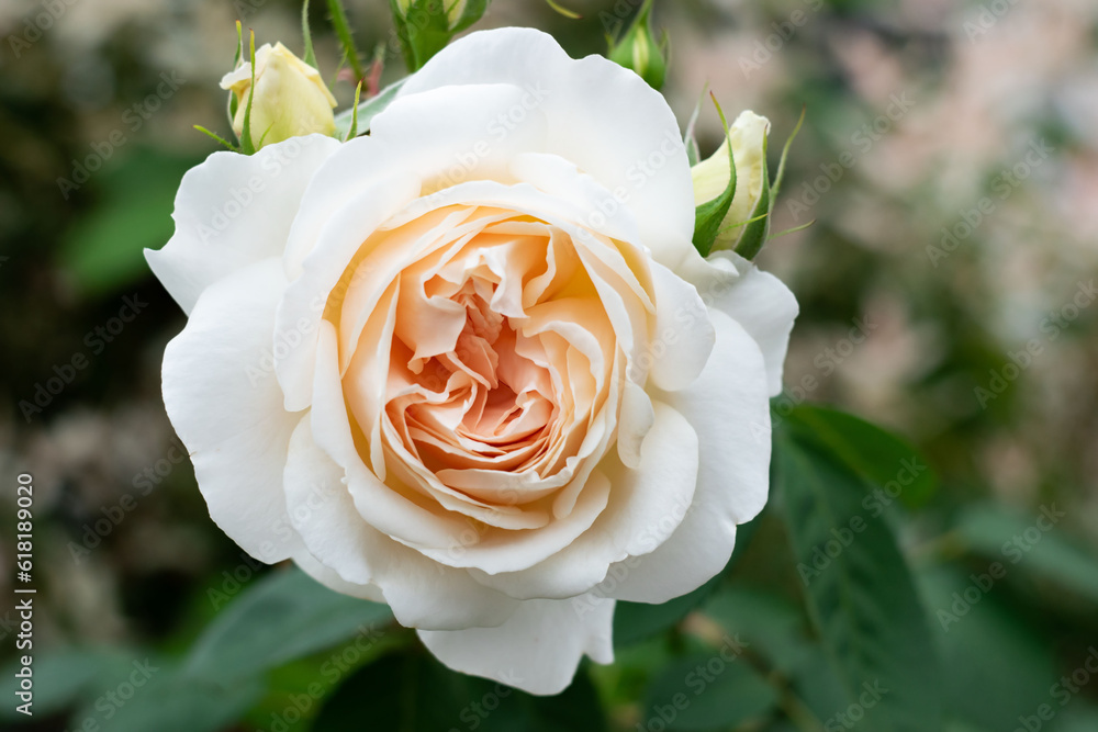 Φωτογραφία White-apricot English rose. Pink rose Penny Lane in the garden