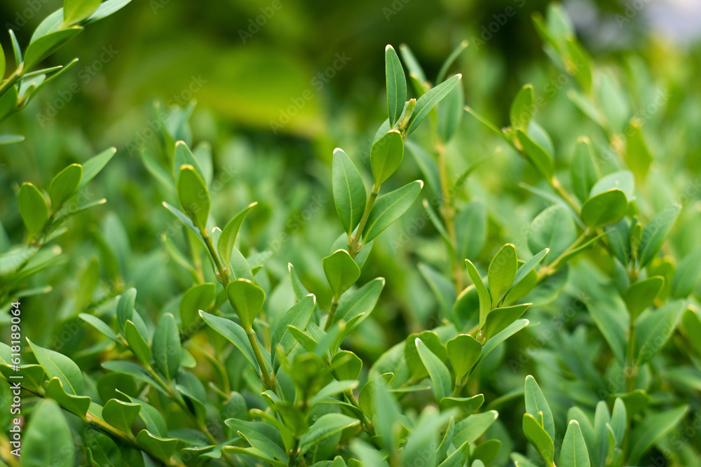 Boxwood. Macro photo of evergreen leaves of boxwood. Buxus sempervirens on a green background. Boxwood. Macro photo of evergreen leaves of boxwood. Buxus sempervirens on a green background.