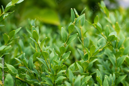 Boxwood. Macro photo of evergreen leaves of boxwood. Buxus sempervirens on a green background.