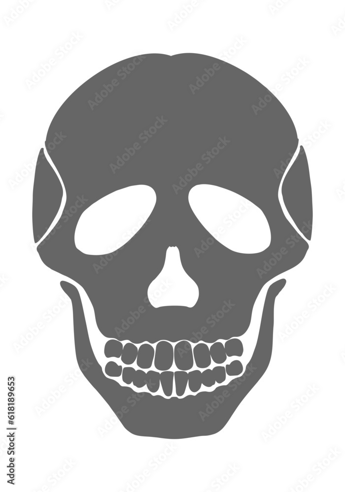 human skull vector