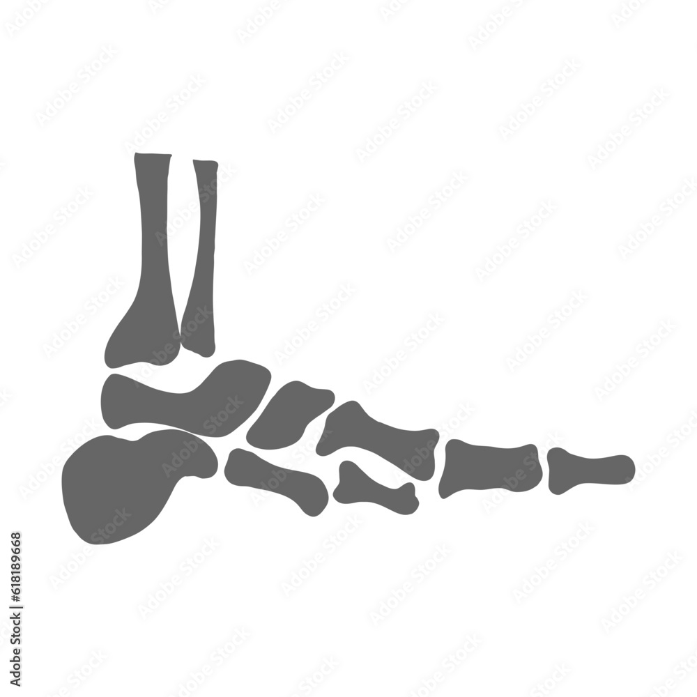 legs foot bone skeleton legs foot bone skeleton