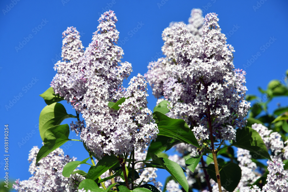 Flowers of a lilacs tree