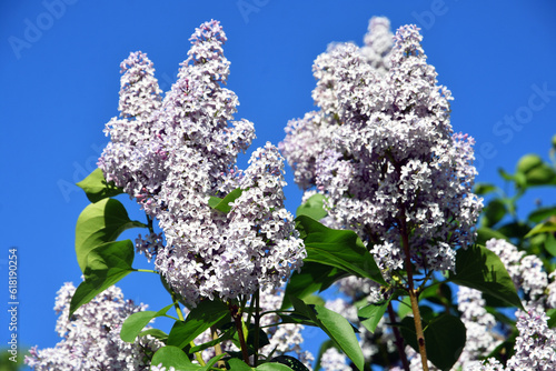 Flowers of a lilacs tree