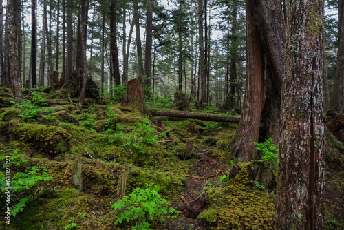 Lush flora in woods jungle wilderness rain forest nature landscape scenery in national park near Hoonah, Icy Strait Point in Alaska with trees, bushes, flowers and green grass environment