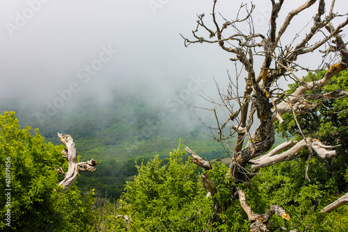 Dry tree among the greenery in the mountains covered with clouds and forest © Olexandr