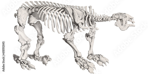 Scientific Illustration Prehistoric Beast Ground Sloth Skeleton Animal Skeleton Skull And Bones 