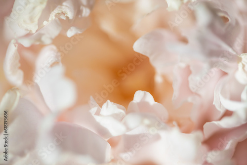 Blooming white peony flower. Macro image. Beautiful flower background