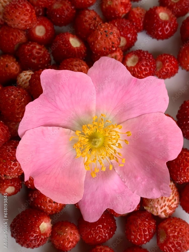 Fragaria vesca, commonly called the wild strawberry, woodland strawberry, Alpine , Carpathian or European strawberry Fragaria vesca, commonly called the wild strawberry, woodland strawberry, Alpine , Carpathian or European strawberry