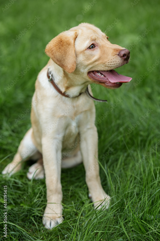 Active, smile and happy purebred labrador retriever dog outdoors in grass park on summer day.