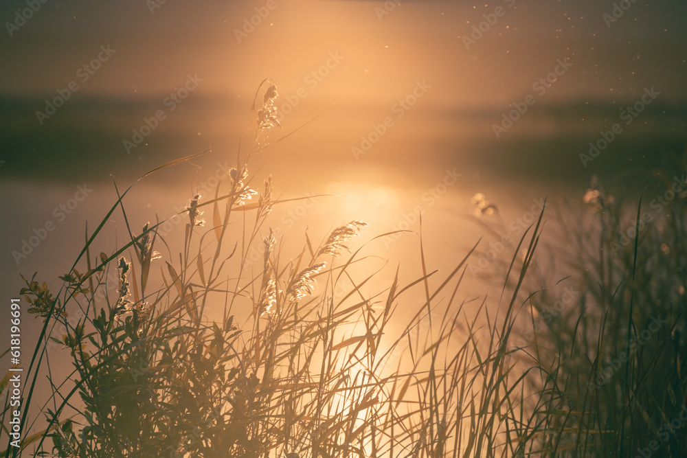Reeds on the shore of the lake at sunset. Beautiful summer landscape.