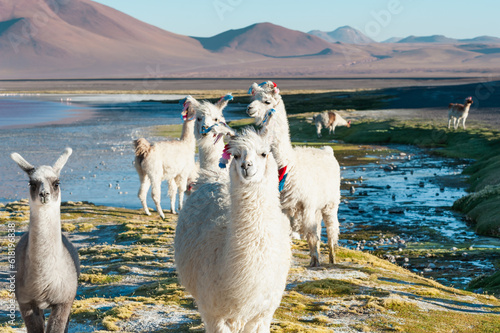 White alpacas on the shore of lake Laguna Colorada in Altiplano, Bolivia
