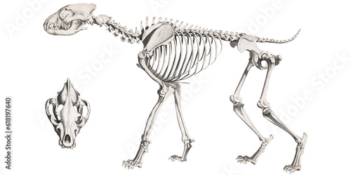 Night Stalkers: Hyena Retro Scientific Illustration Animal Anatomy Skull And Bones