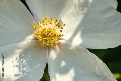 Blüte