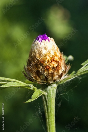 Blüte