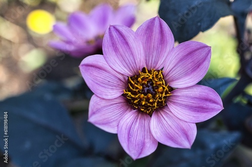Blüte