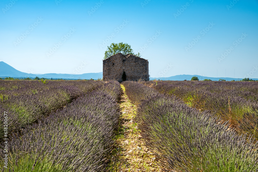 Lavender fields in the countryside of Provence Lavender fields in the countryside of Provence
