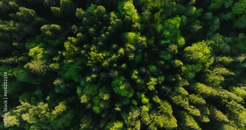 Top down view of the coniferous forest. Camera descends and spins Top down view of the coniferous forest. Camera descends and spins