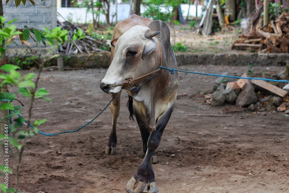 Ongole Crossbred cattle or Javanese Cow or sapi peranakan ongole (PO ...