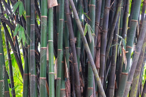 Fototapeta Naklejka Na Ścianę i Meble -  green bamboo tree in a garden, for background