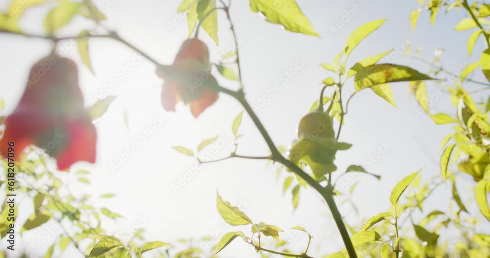 Close up of plants in sunny garden, slow motion Close up of plants in sunny garden, slow motion