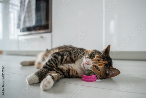 Pleased calm cat enjoy with catnip ball toy. Furry pets favourite pastime. Fluffy multicolour kitty wrinkles muzzle with pleasure lying on kitchen floor. Love house animals. Best for pets.