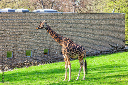 Rothschilds giraffe standing on green lawn in spring zoo. Giraffa camelopardalis rothschildi, side view photo