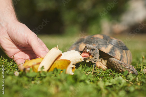 Pet owner giving his turtle a ripe banana to eat in grass on back yard. Domestic life with pet.. photo