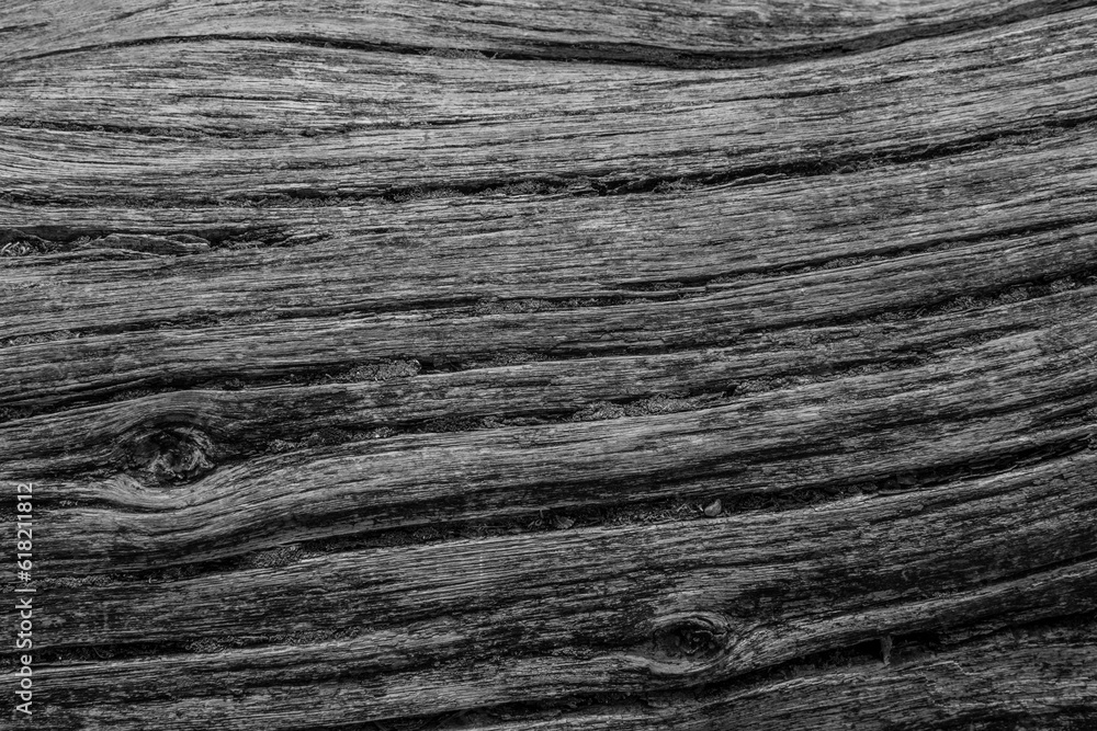 Oak Tree Trunk Texture Black and White Oak Tree Trunk Texture Black and White