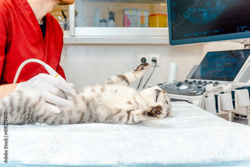A small gray cat during ultrasound examination in vet clinic.Scottish Fold cat laying on the table.The medical equipment, monitor at the background.