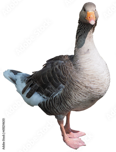 Fotografia, Obraz Toulouse goose bird transparent PNG