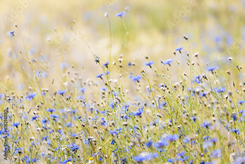 lush blur flowers on a field background © Tobias Arhelger