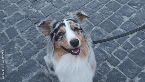Australian shepherd dog sitting on a pavement. Blue merle tricolor aussie dog sitting on the sidewalk, happy pet