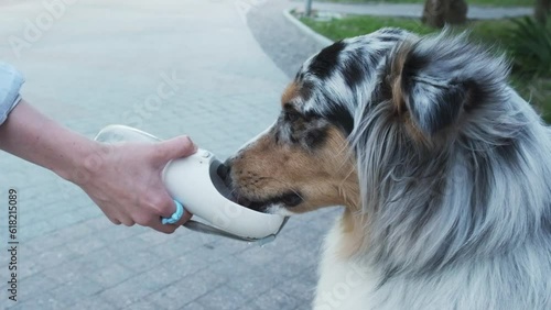 Giving water to a dog from portable water dispenser outdoors. Keeping pets hydrated, drinking dog