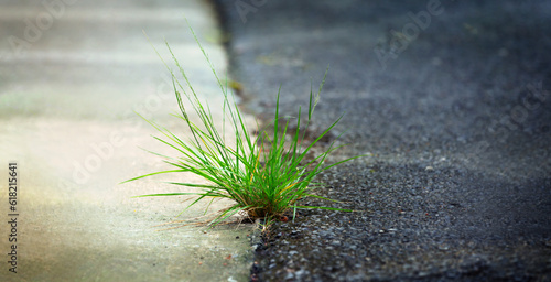 small green grass plant on concrete break through the crack between stone cement and asphalt road, Nature find the way concept background, Natue need your support concept