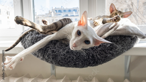 Foto Cute oriental shorthair white cat and tabby kitten sleeping together