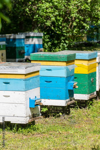 Many set of wooden beehive in the spring garden in the apiary to collect honey. Row of colorful beehives on a small enclosed area
