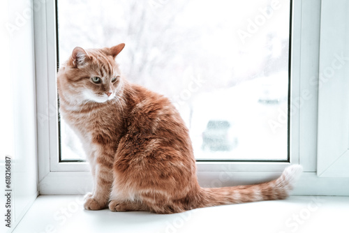 A ginger cat sits on the windowsill. Red cat looking out the window.