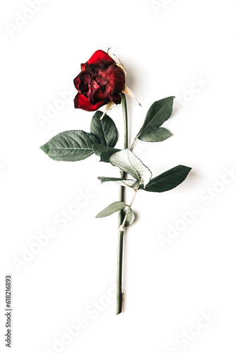 Valokuva Withered red rose on white background.