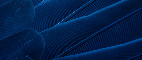 blue feather pigeon macro photo. texture or background