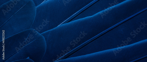 blue feather pigeon macro photo. texture or background