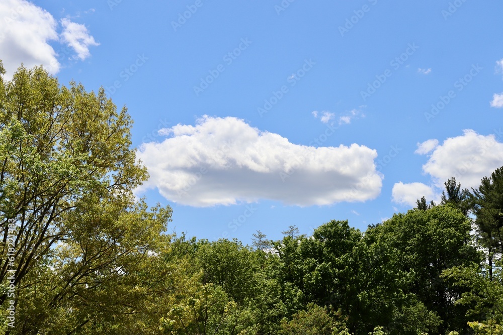 Fototapeta premium The white clouds over the treetops on a sunny day.